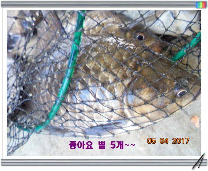 도심속의 작은 쉼터 화성 관리 낚시터입니다 (유료터정보 - 유료터점주조황)