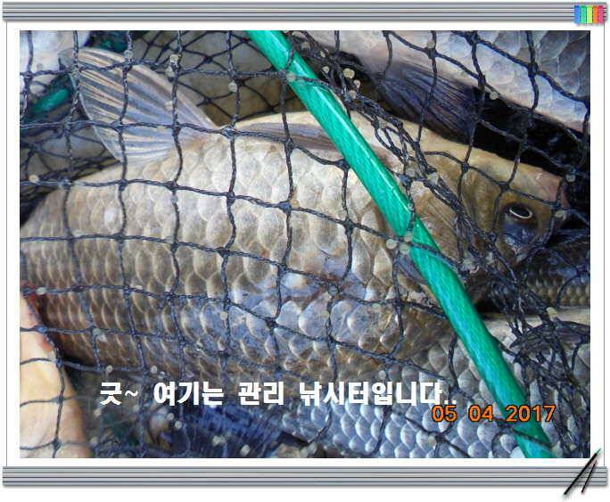 도심속의 작은 쉼터 화성 관리 낚시터입니다 (유료터정보 - 유료터점주조황)