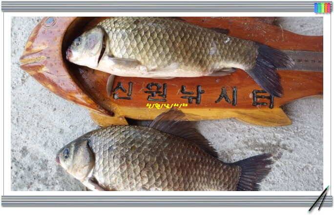 신원낚시터5월첫주 연휴대박 토종 4짜 (유료터정보 - 유료터점주조황)