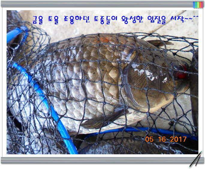 도심속의 작은 쉼터 화성 관리 낚시터입니다 (유료터정보 - 유료터점주조황)