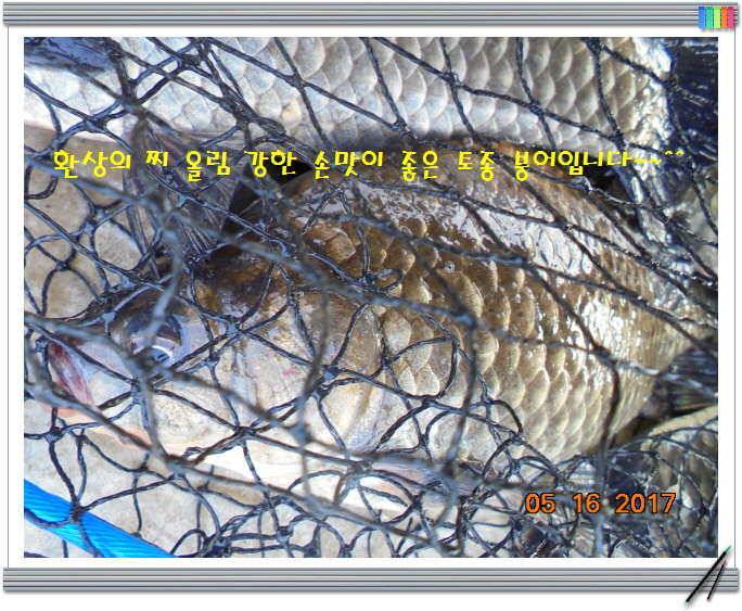 도심속의 작은 쉼터 화성 관리 낚시터입니다 (유료터정보 - 유료터점주조황)