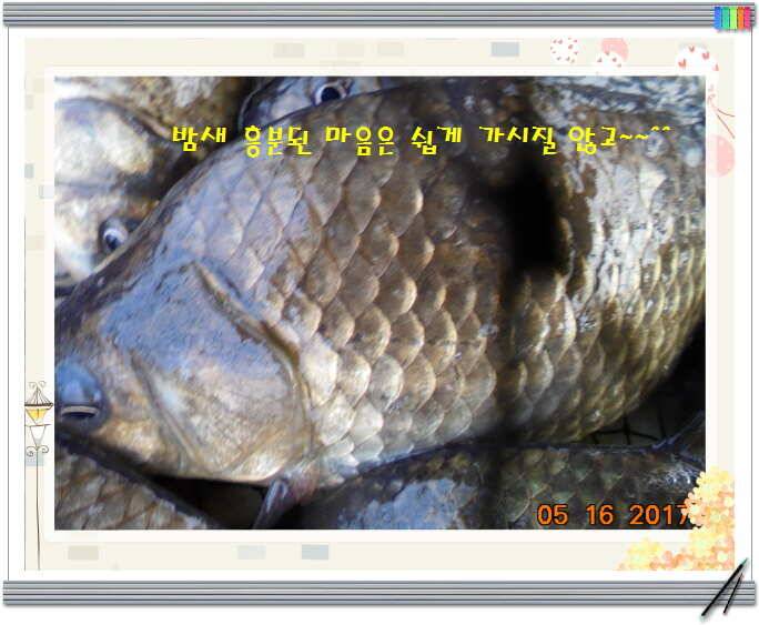 도심속의 작은 쉼터 화성 관리 낚시터입니다 (유료터정보 - 유료터점주조황)
