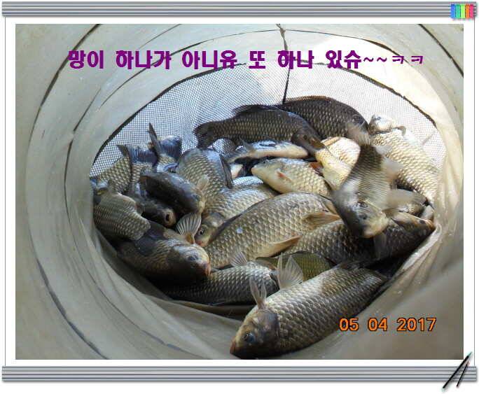 도심속의 작은 쉼터 화성 관리 낚시터입니다밤이 즐겁습니다 (유료터정보 - 유료터점주조황)