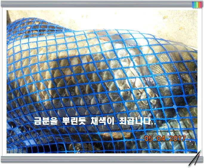 도심속의 작은 쉼터 화성 관리 낚시터입니다밤이 즐겁습니다 (유료터정보 - 유료터점주조황)