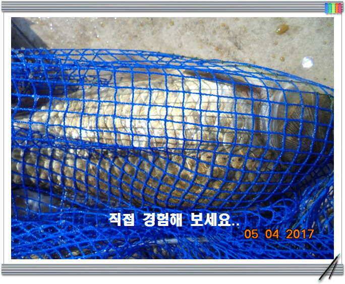 도심속의 작은 쉼터 화성 관리 낚시터입니다밤이 즐겁습니다 (유료터정보 - 유료터점주조황)