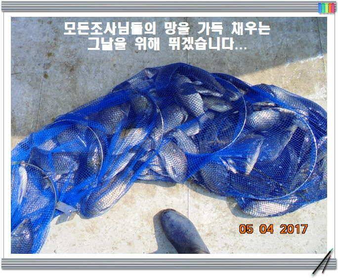 도심속의 작은 쉼터 화성 관리 낚시터입니다밤이 즐겁습니다 (유료터정보 - 유료터점주조황)