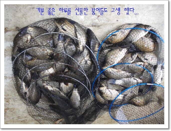 도심속의 작은 쉼터 화성 관리 낚시터입니다좋았습니다 (유료터정보 - 유료터점주조황)
