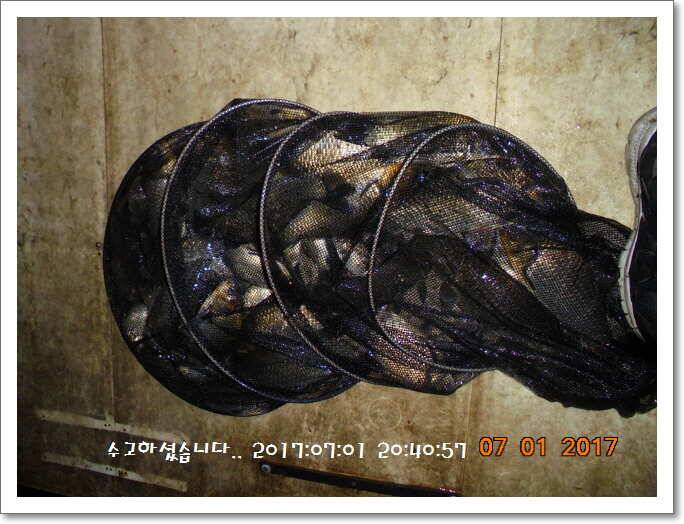 도심속의 작은 쉼터 화성 관리 낚시터입니다굿조황 (유료터정보 - 유료터점주조황)