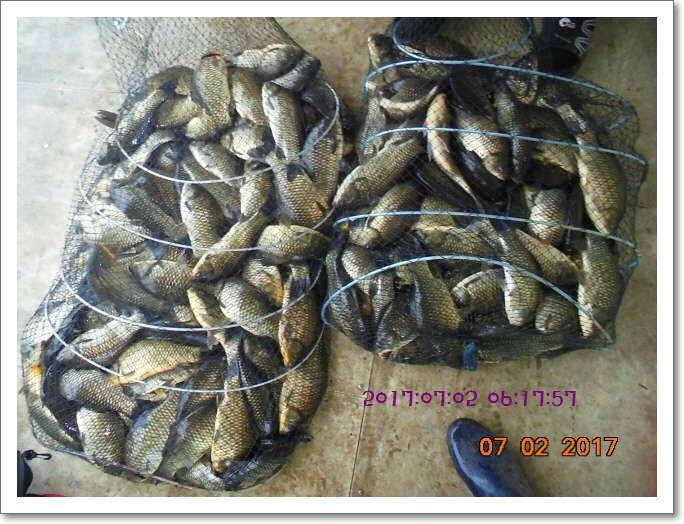 도심속의 작은 쉼터 화성 관리 낚시터입니다굿조황 (유료터정보 - 유료터점주조황)