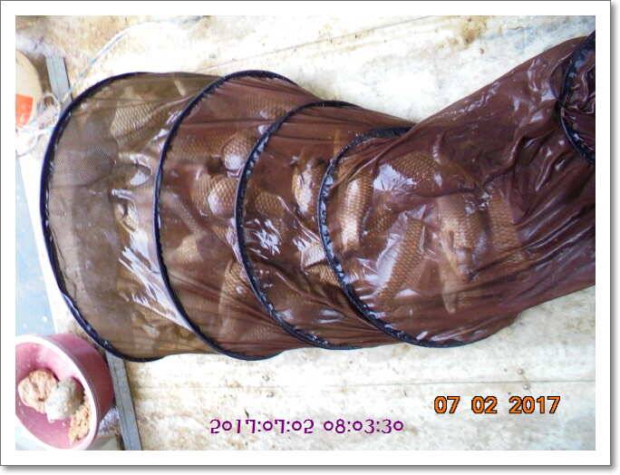 도심속의 작은 쉼터 화성 관리 낚시터입니다굿조황 (유료터정보 - 유료터점주조황)