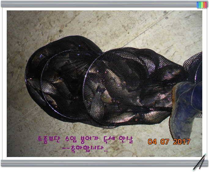 도심속의 작은 쉼터 화성 관리 낚시터입니다어제 못다한 이야기 (유료터정보 - 유료터점주조황)