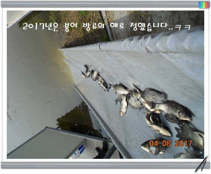 도심속의 작은 쉼터 화성 관리 낚시터입니다어제 못다한 이야기 (유료터정보 - 유료터점주조황)