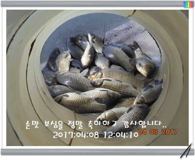 도심속의 작은 쉼터 화성 관리 낚시터입니다어제 못다한 이야기 (유료터정보 - 유료터점주조황)