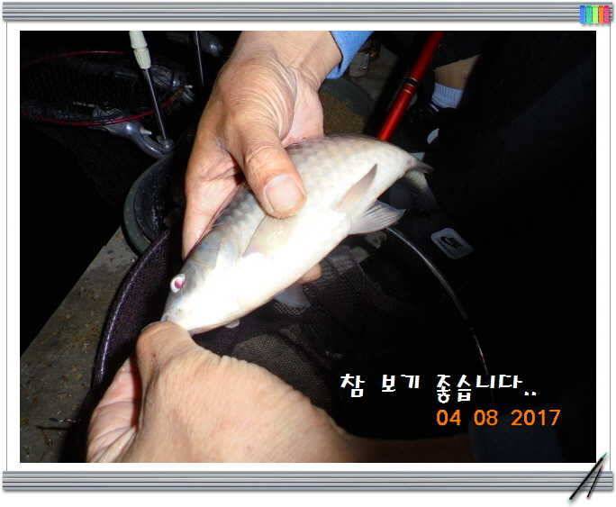도심속의 작은 쉼터 화성 관리 낚시터입니다어제 못다한 이야기 (유료터정보 - 유료터점주조황)