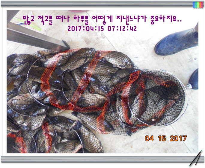 도심속의 작은 쉼터 화성 관리 낚시터입니다 (유료터정보 - 유료터점주조황)