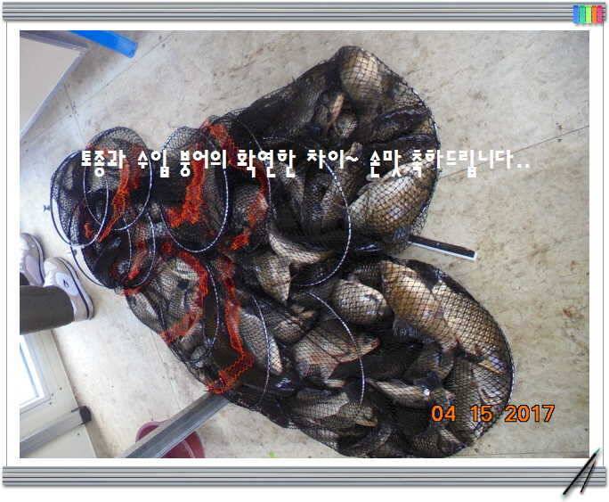 도심속의 작은 쉼터 화성 관리 낚시터입니다 (유료터정보 - 유료터점주조황)