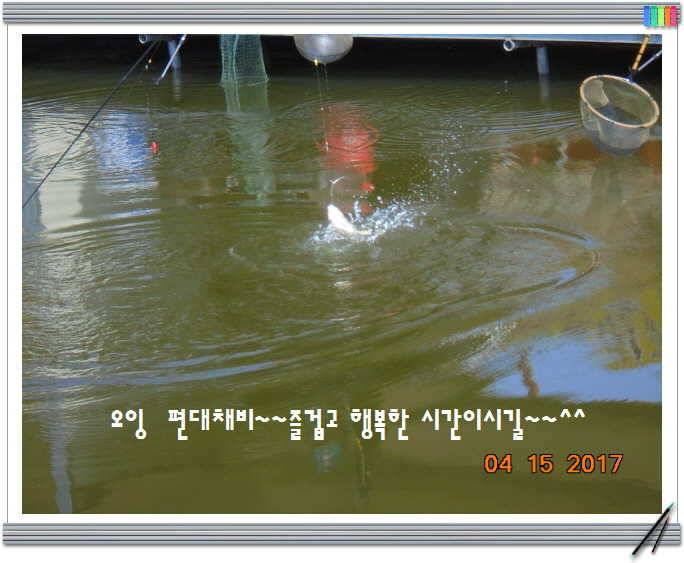 도심속의 작은 쉼터 화성 관리 낚시터입니다 (유료터정보 - 유료터점주조황)