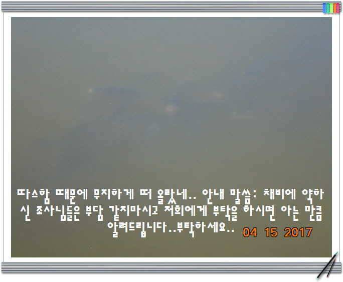 도심속의 작은 쉼터 화성 관리 낚시터입니다 (유료터정보 - 유료터점주조황)