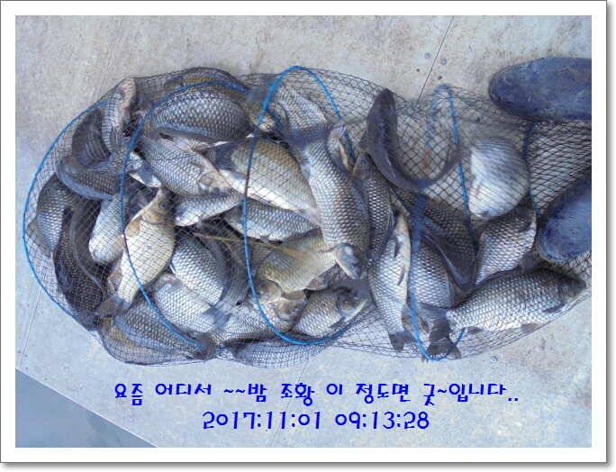 도심속의 작은 쉼터 화성 관리 낚시터입니다밤의 열기속으로 (유료터정보 - 유료터점주조황)