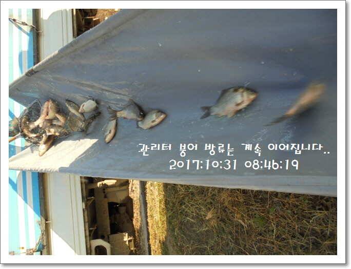 도심속의 작은 쉼터 화성 관리 낚시터입니다밤의 열기속으로 (유료터정보 - 유료터점주조황)
