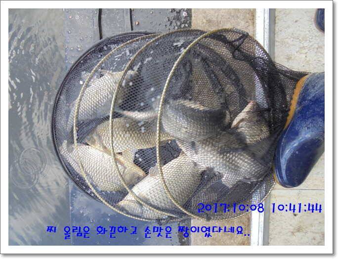 도심속의 작은 쉼터 화성 관리 낚시터입니다아직은 (유료터정보 - 유료터점주조황)