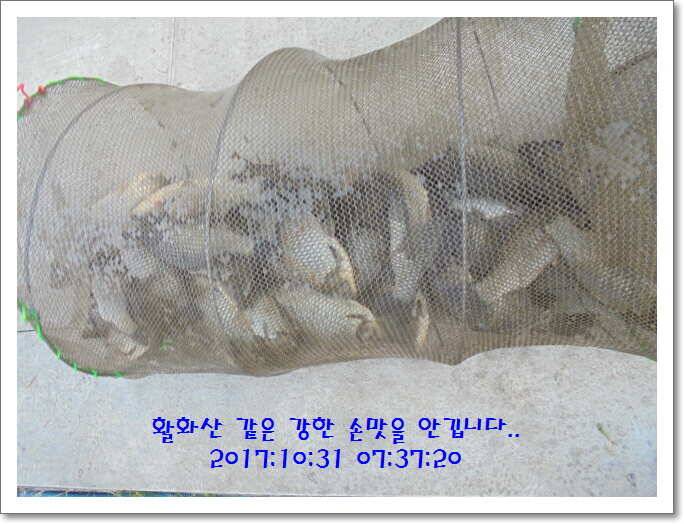 도심속의 작은 쉼터 화성 관리 낚시터입니다밤의 열기속으로 (유료터정보 - 유료터점주조황)
