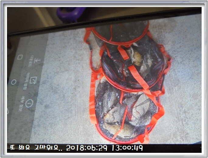 도심속의 작은 쉼터 화성 관리낚시터입니다쉬어가세요 (유료터정보 - 유료터점주조황)