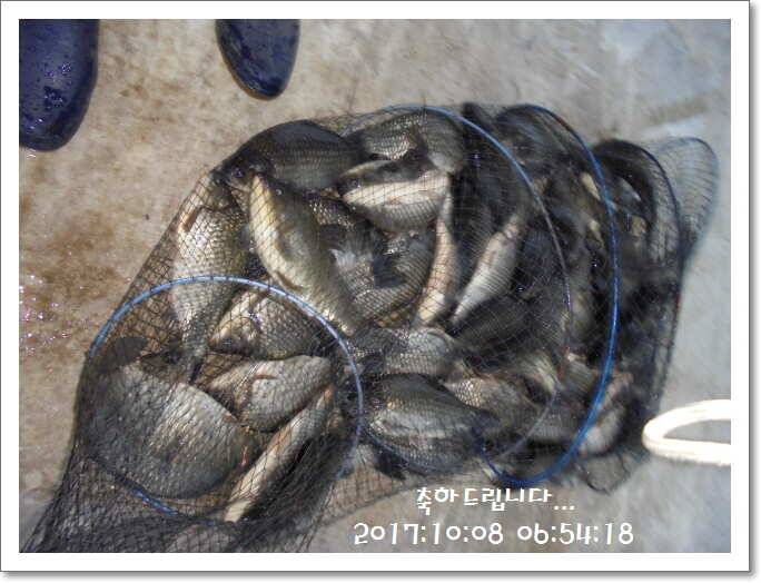 도심속의 작은 쉼터 화성 관리 낚시터입니다아직은 (유료터정보 - 유료터점주조황)