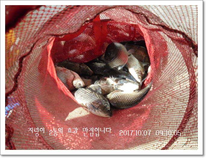 도심속의 작은 쉼터 화성 관리 낚시터입니다좋았습니다 (유료터정보 - 유료터점주조황)