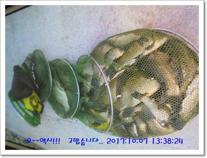 도심속의 작은 쉼터 화성 관리 낚시터입니다좋았습니다 (유료터정보 - 유료터점주조황)