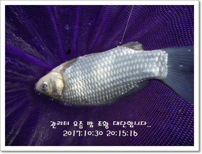 도심속의 작은 쉼터 화성 관리 낚시터입니다밤의 열기속으로 (유료터정보 - 유료터점주조황)