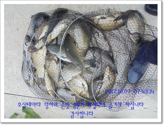 도심속의 작은 쉼터 화성 관리 낚시터입니다좋았습니다 (유료터정보 - 유료터점주조황)
