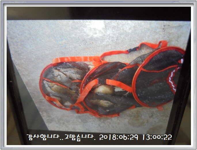 도심속의 작은 쉼터 화성 관리낚시터입니다쉬어가세요 (유료터정보 - 유료터점주조황)