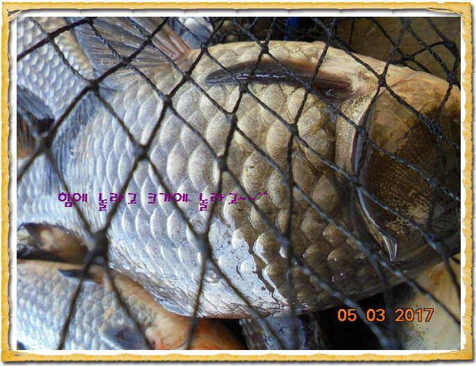 도심속의 작은 쉼터 화성 관리 낚시터입니다 (유료터정보 - 유료터점주조황)