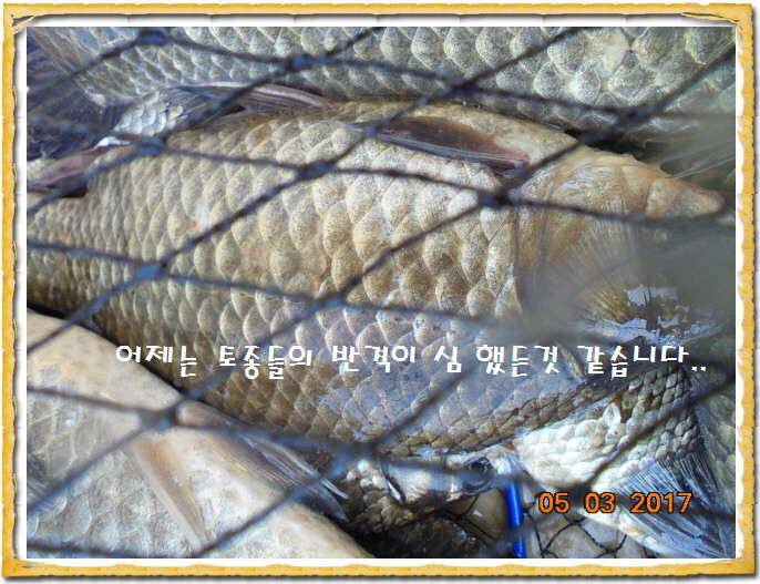 도심속의 작은 쉼터 화성 관리 낚시터입니다 (유료터정보 - 유료터점주조황)