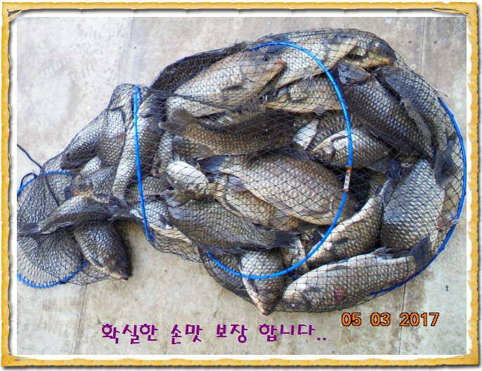 도심속의 작은 쉼터 화성 관리 낚시터입니다 (유료터정보 - 유료터점주조황)