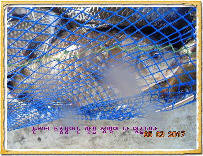 도심속의 작은 쉼터 화성 관리 낚시터입니다 (유료터정보 - 유료터점주조황)