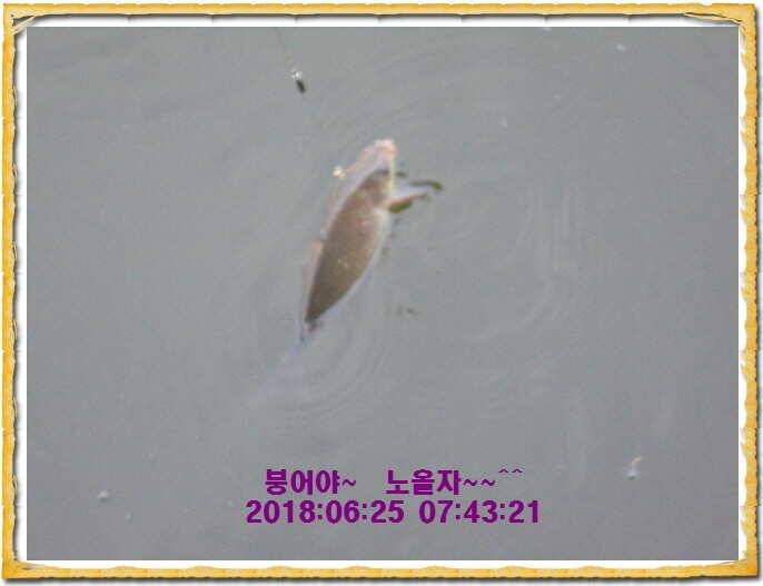 도심속의 작은 쉼터 화성 관리낚시터입니다무덥습니다잠시 쉬어가세요 (유료터정보 - 유료터점주조황)
