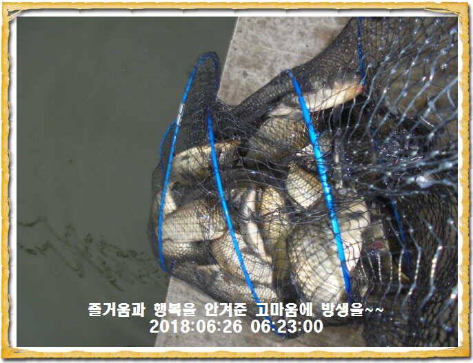 도심속의 작은 쉼터 화성 관리낚시터입니다무덥습니다잠시 쉬어가세요 (유료터정보 - 유료터점주조황)