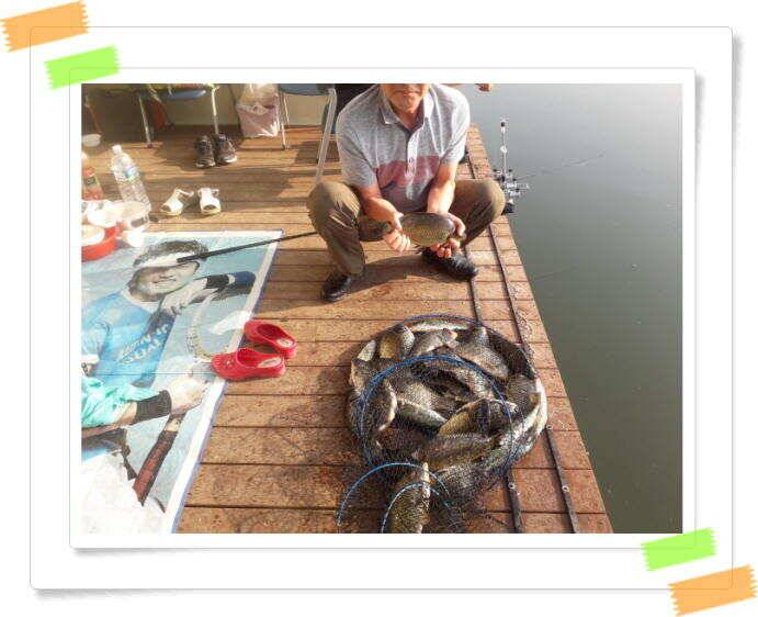 붕어낚시 양평 수곡낚시터 주중 조황 6월14일소식 (유료터정보 - 유료터점주조황)