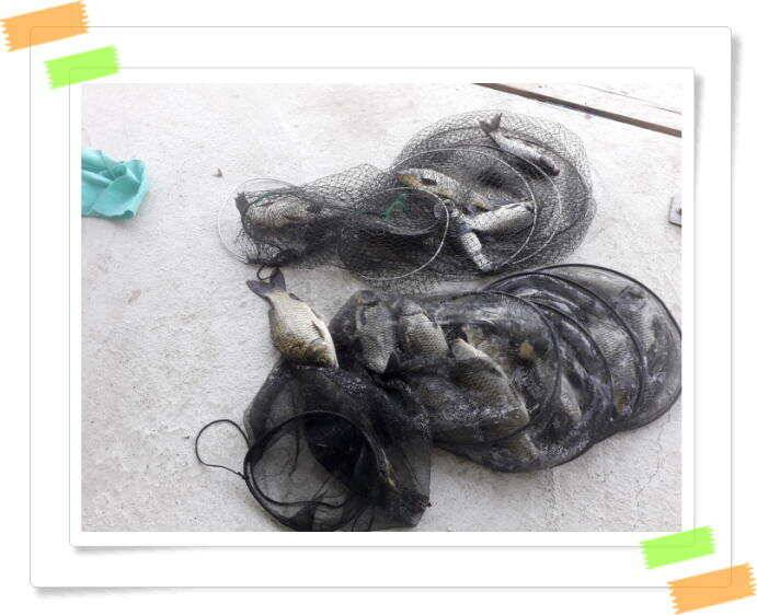 붕어낚시 양평 수곡낚시터 주중 조황 6월14일소식 (유료터정보 - 유료터점주조황)