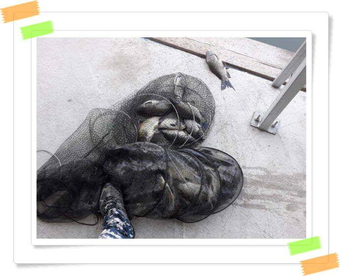 붕어낚시 양평 수곡낚시터 주중 조황 6월14일소식 (유료터정보 - 유료터점주조황)