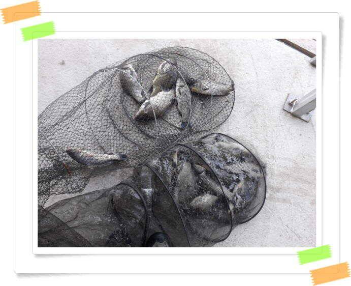 붕어낚시 양평 수곡낚시터 주중 조황 6월14일소식 (유료터정보 - 유료터점주조황)