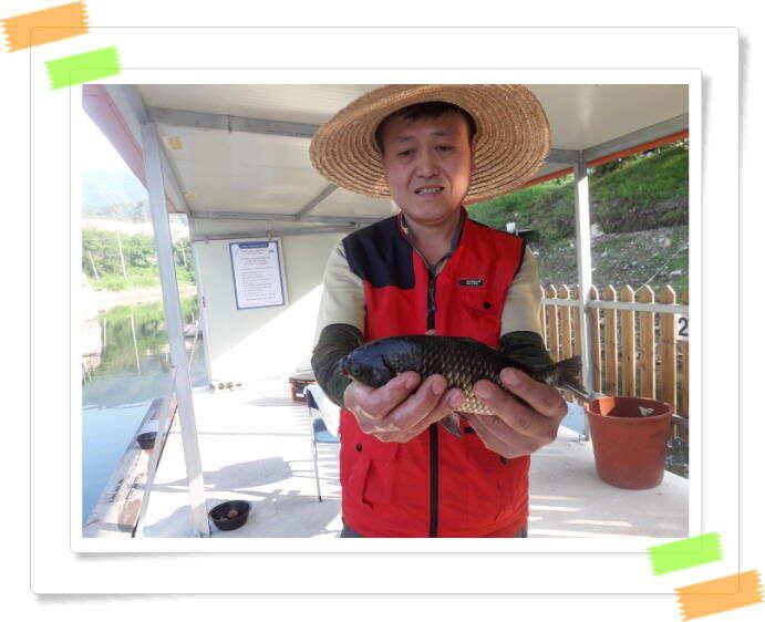 붕어낚시 양평 수곡낚시터 주중 조황 6월14일소식 (유료터정보 - 유료터점주조황)