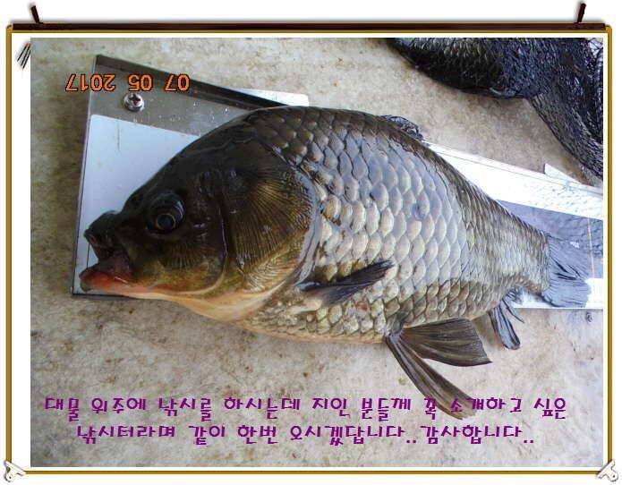 도심속의 작은 쉼터 화성 관리 낚시터입니다성원에 감사드립니다 (유료터정보 - 유료터점주조황)
