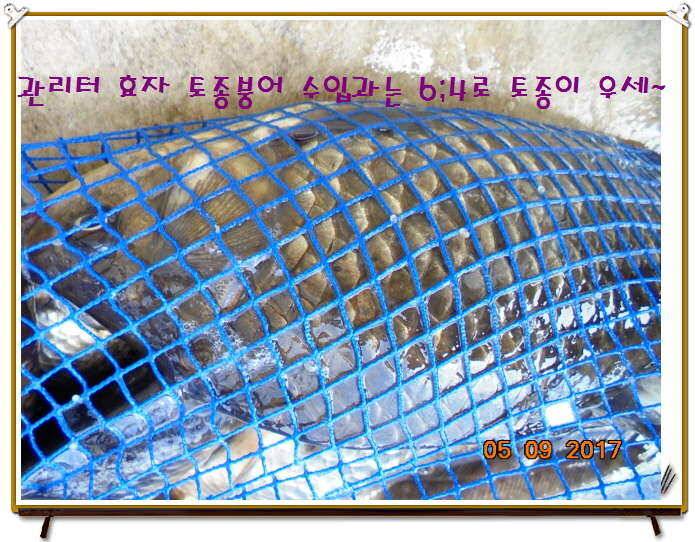 도심속의 작은 쉼터 화성 관리 낚시터입니다 (유료터정보 - 유료터점주조황)