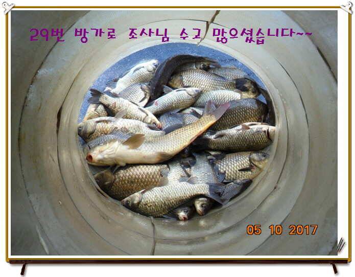 도심속의 작은 쉼터 화성 관리 낚시터입니다 (유료터정보 - 유료터점주조황)