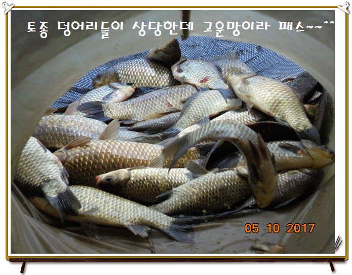 도심속의 작은 쉼터 화성 관리 낚시터입니다 (유료터정보 - 유료터점주조황)