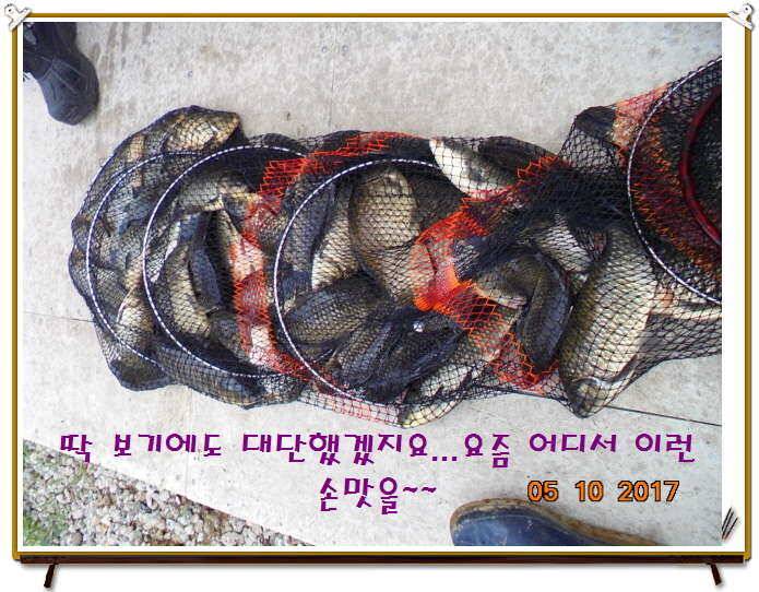 도심속의 작은 쉼터 화성 관리 낚시터입니다 (유료터정보 - 유료터점주조황)