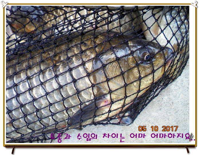 도심속의 작은 쉼터 화성 관리 낚시터입니다 (유료터정보 - 유료터점주조황)